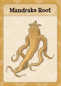 mandrake root